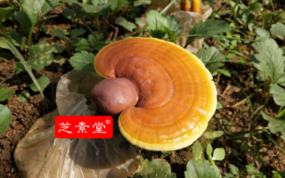 吃灵芝孢子粉能增强记忆力吗？     
