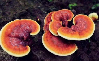 没破壁的灵芝孢子粉有功效吗？为什么会出现如此大的差别