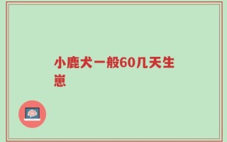 小鹿犬一般60几天生崽