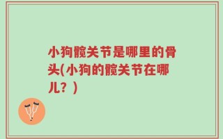 小狗髋关节是哪里的骨头(小狗的髋关节在哪儿？)