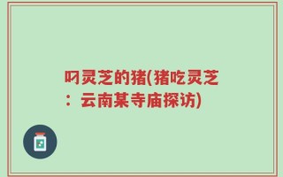 叼灵芝的猪(猪吃灵芝：云南某寺庙探访)