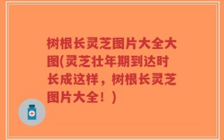 树根长灵芝图片大全大图(灵芝壮年期到达时长成这样，树根长灵芝图片大全！)