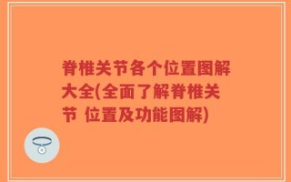 脊椎关节各个位置图解大全(全面了解脊椎关节 位置及功能图解)