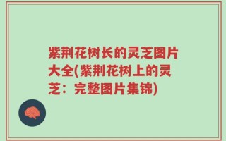 紫荆花树长的灵芝图片大全(紫荆花树上的灵芝：完整图片集锦)