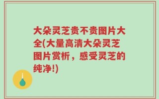 大朵灵芝贵不贵图片大全(大量高清大朵灵芝图片赏析，感受灵芝的纯净!)