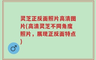 灵芝正反面照片高清图片(高清灵芝不同角度照片，展现正反面特点)