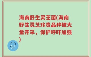 海南野生灵芝菌(海南野生灵芝珍贵品种被大量开采，保护呼吁加强)
