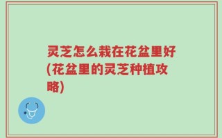 灵芝怎么栽在花盆里好(花盆里的灵芝种植攻略)