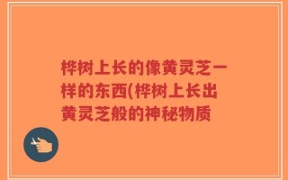 桦树上长的像黄灵芝一样的东西(桦树上长出黄灵芝般的神秘物质