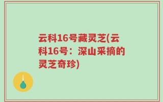 云科16号藏灵芝(云科16号：深山采摘的灵芝奇珍)