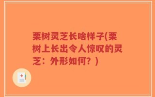 栗树灵芝长啥样子(栗树上长出令人惊叹的灵芝：外形如何？)