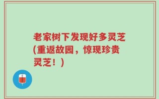 老家树下发现好多灵芝(重返故园，惊现珍贵灵芝！)