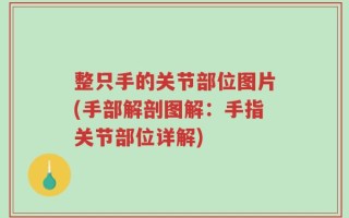 整只手的关节部位图片(手部解剖图解：手指关节部位详解)
