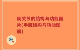 腕关节的结构与功能图片(手腕结构与功能图解)
