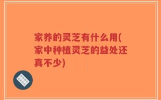 家养的灵芝有什么用(家中种植灵芝的益处还真不少)