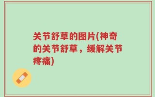 关节舒草的图片(神奇的关节舒草，缓解关节疼痛)