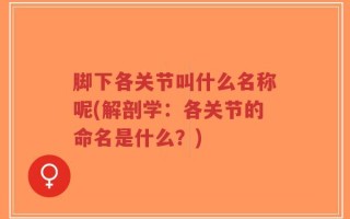 脚下各关节叫什么名称呢(解剖学：各关节的命名是什么？)