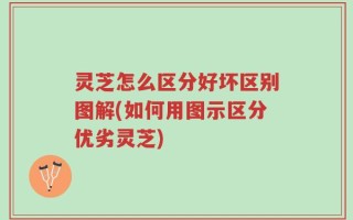 灵芝怎么区分好坏区别图解(如何用图示区分优劣灵芝)