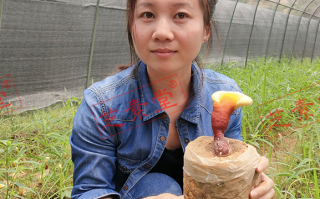 灵芝孢子油哪个品牌的好？如何选灵芝类制品？