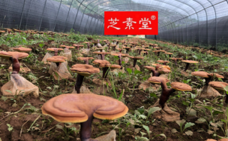 灵芝孢子粉的原料质量可以影响破壁灵芝孢子粉的价格吗