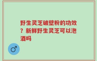 野生灵芝破壁粉的功效？新鲜野生灵芝可以泡酒吗