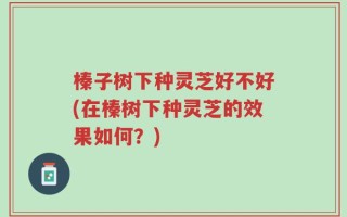 榛子树下种灵芝好不好(在榛树下种灵芝的效果如何？)