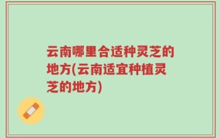 云南哪里合适种灵芝的地方(云南适宜种植灵芝的地方)