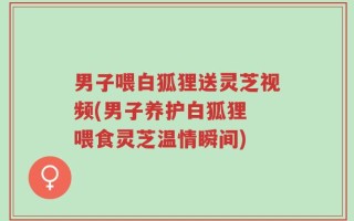 男子喂白狐狸送灵芝视频(男子养护白狐狸 喂食灵芝温情瞬间)