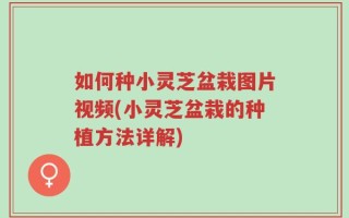 如何种小灵芝盆栽图片视频(小灵芝盆栽的种植方法详解)