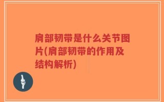 肩部韧带是什么关节图片(肩部韧带的作用及结构解析)