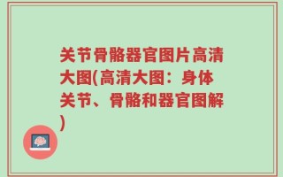 关节骨骼器官图片高清大图(高清大图：身体关节、骨骼和器官图解)