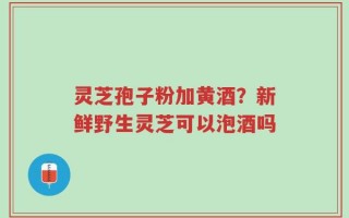 灵芝孢子粉加黄酒？新鲜野生灵芝可以泡酒吗