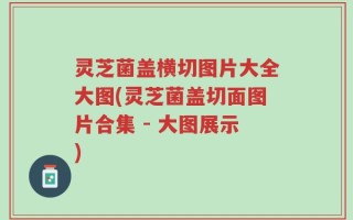 灵芝菌盖横切图片大全大图(灵芝菌盖切面图片合集 - 大图展示)