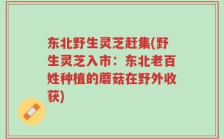 东北野生灵芝赶集(野生灵芝入市：东北老百姓种植的蘑菇在野外收获)