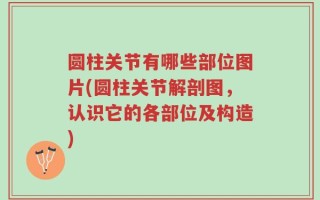 圆柱关节有哪些部位图片(圆柱关节解剖图，认识它的各部位及构造)