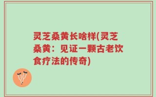 灵芝桑黄长啥样(灵芝桑黄：见证一颗古老饮食疗法的传奇)