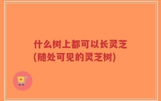 什么树上都可以长灵芝(随处可见的灵芝树)