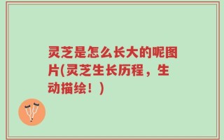 灵芝是怎么长大的呢图片(灵芝生长历程，生动描绘！)