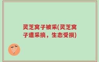灵芝窝子被采(灵芝窝子遭采摘，生态受损)