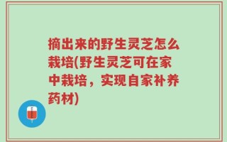 摘出来的野生灵芝怎么栽培(野生灵芝可在家中栽培，实现自家补养药材)