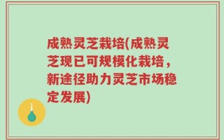 成熟灵芝栽培(成熟灵芝现已可规模化栽培，新途径助力灵芝市场稳定发展)
