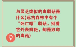 与灵芝类似的毒蘑菇是什么(远古森林中有个“死亡帽”蘑菇，别看它外表鲜艳，却是致命的毒菇)