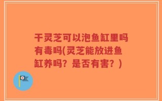 干灵芝可以泡鱼缸里吗有毒吗(灵芝能放进鱼缸养吗？是否有害？)