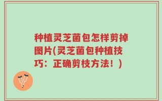 种植灵芝菌包怎样剪掉图片(灵芝菌包种植技巧：正确剪枝方法！)