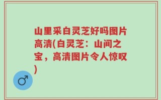 山里采白灵芝好吗图片高清(白灵芝：山间之宝，高清图片令人惊叹)