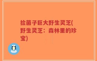 捡菌子巨大野生灵芝(野生灵芝：森林里的珍宝)