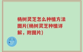 杨树灵芝怎么种植方法图片(杨树灵芝种植详解，附图片)