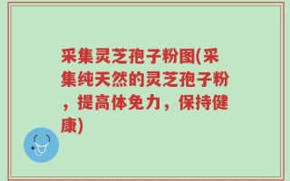 采集灵芝孢子粉图(采集纯天然的灵芝孢子粉，提高体免力，保持健康)