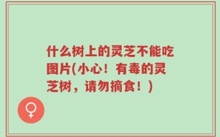 什么树上的灵芝不能吃图片(小心！有毒的灵芝树，请勿摘食！)