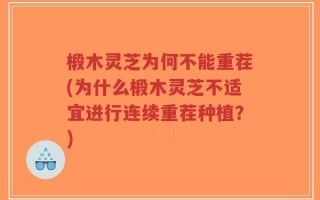 椴木灵芝为何不能重茬(为什么椴木灵芝不适宜进行连续重茬种植？)